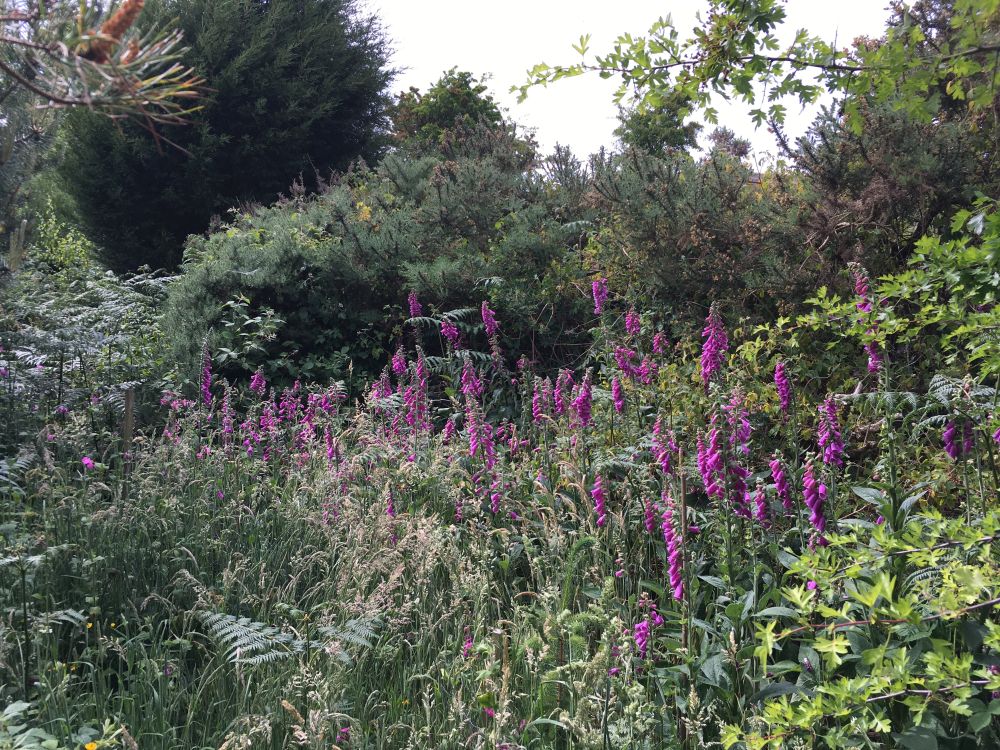 Foxglove plants at Ty Anna