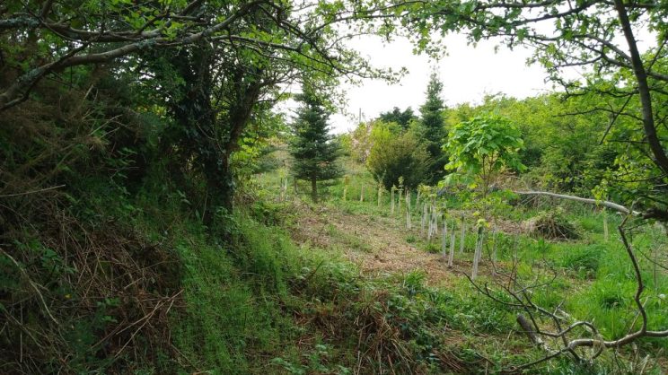 A picture of a lush green footpath at Ty Anna