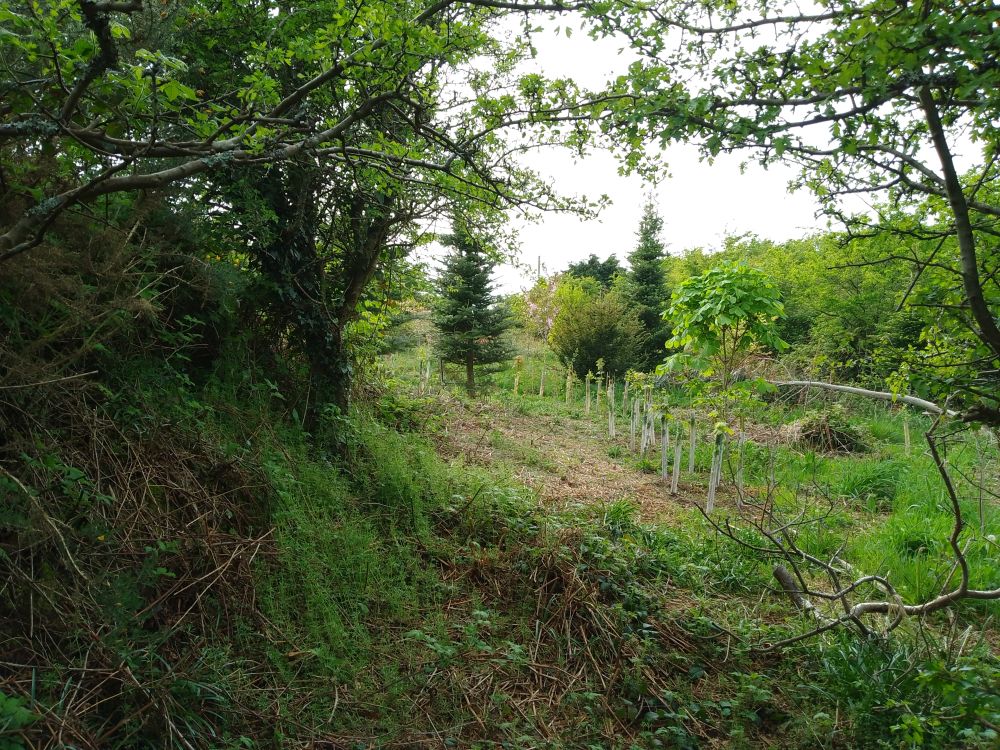 A picture of a lush green footpath at Ty Anna