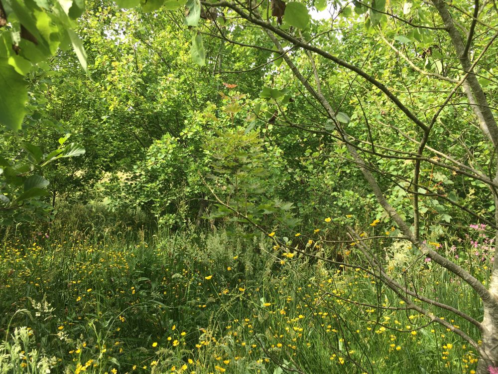 A lush green forest-scape at Ty Anna